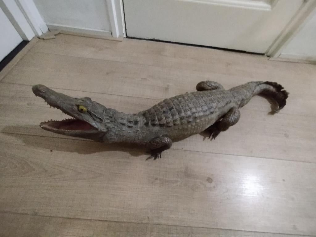 Taxidermie Opgezette Krokodil., Verzamelen, Ophalen, Gebruikt, Overige soorten, Opgezet dier
