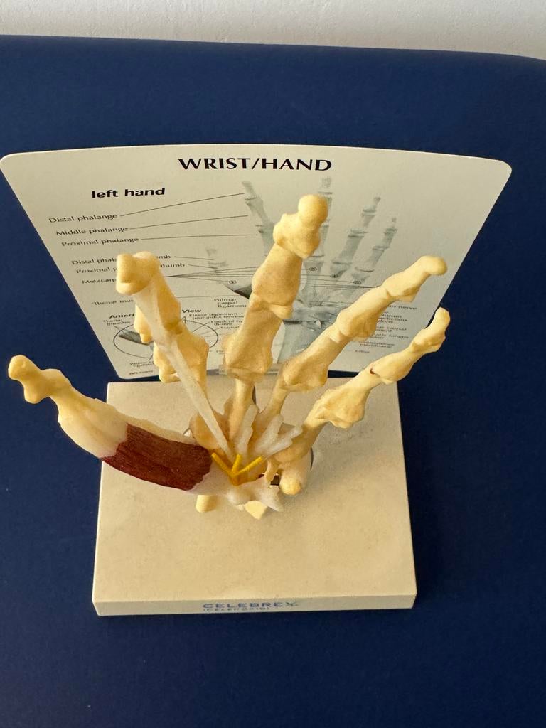 Anatomisch model : HAND, Ophalen of Verzenden
