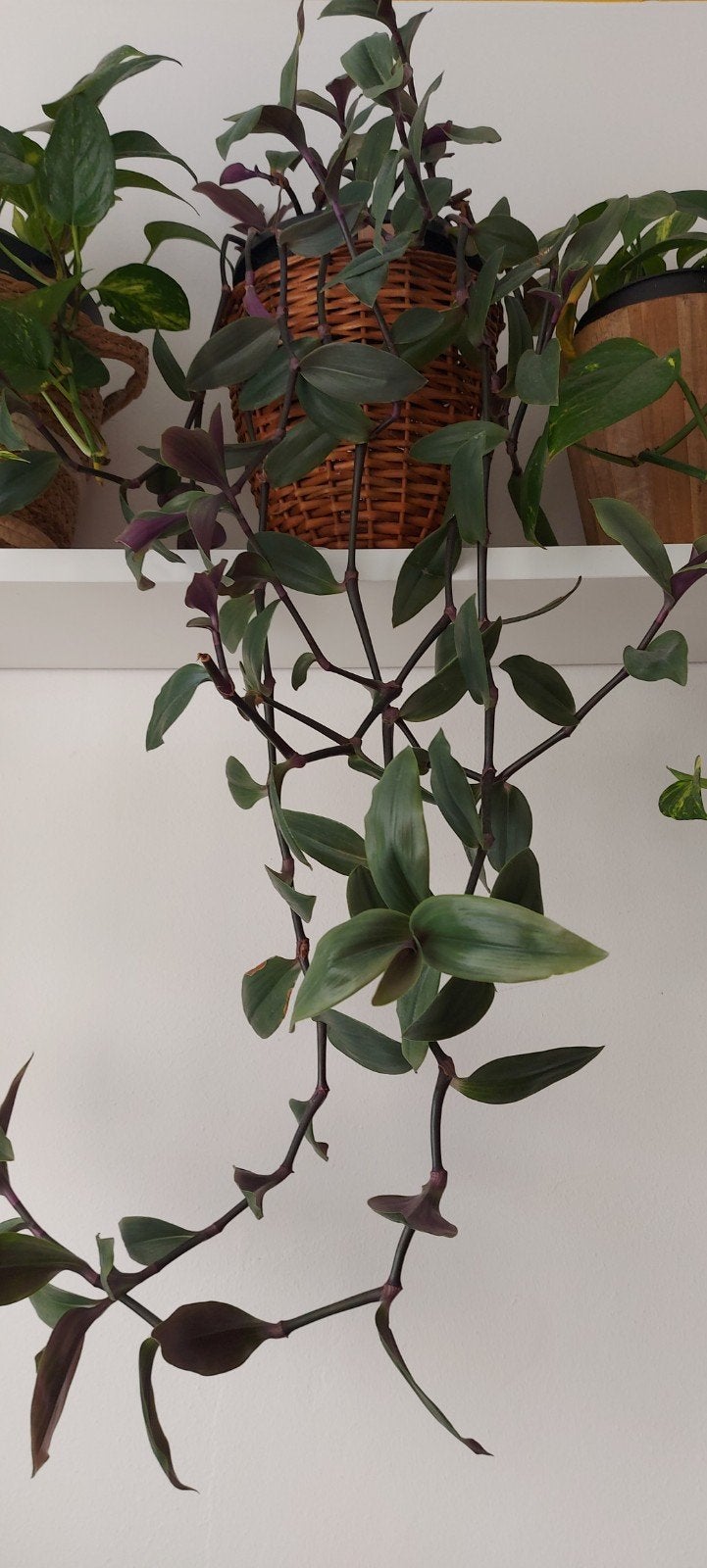 Tradescantia Zebrina - Hangplant, Ophalen of Verzenden