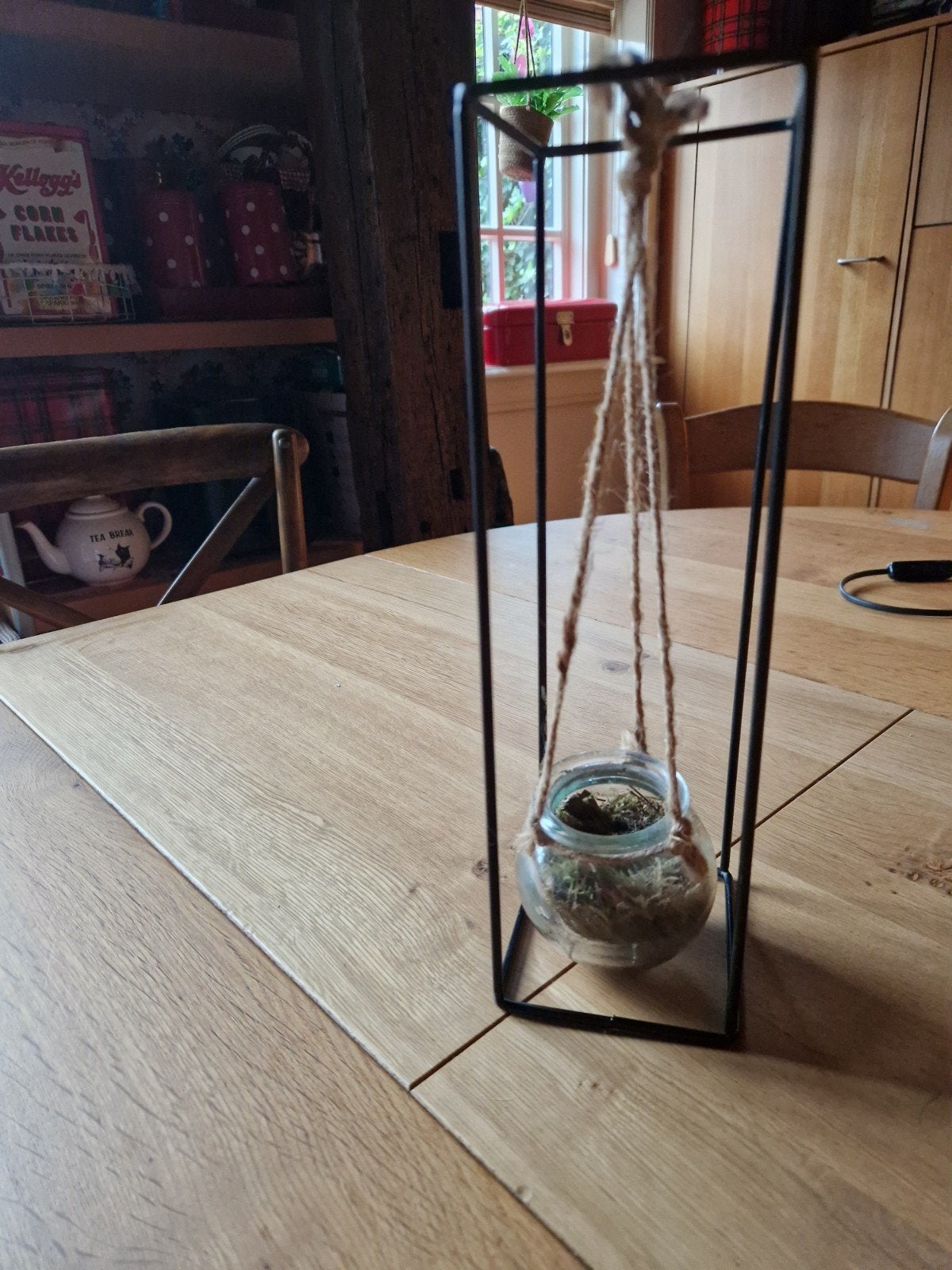HANGPLANT 🌿  SETJE, Ophalen of Verzenden, Volle zon, Minder dan 100 cm