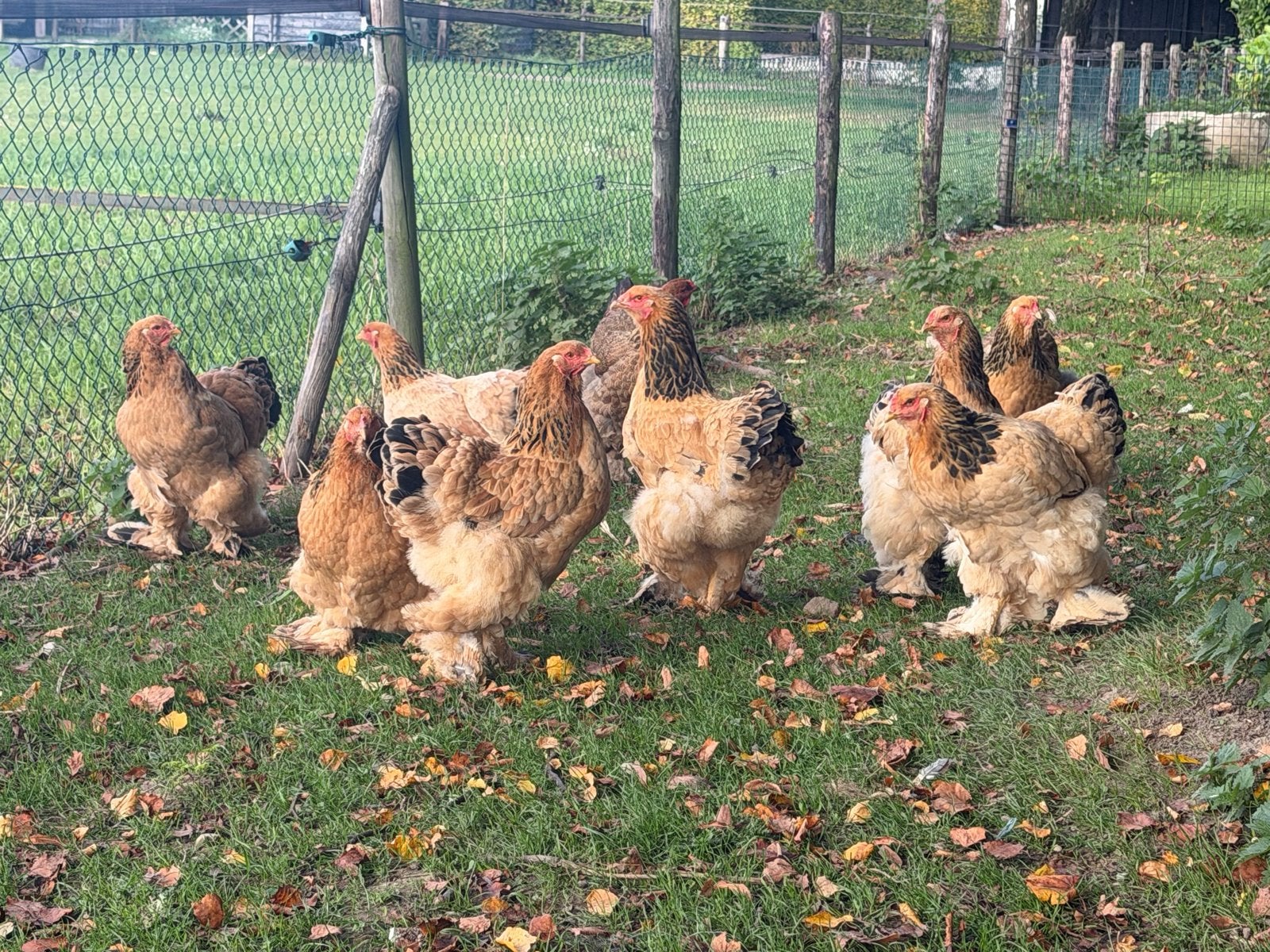 Prachtige brahma hennen te koop, Dieren en Toebehoren, Vrouwelijk, Kip
