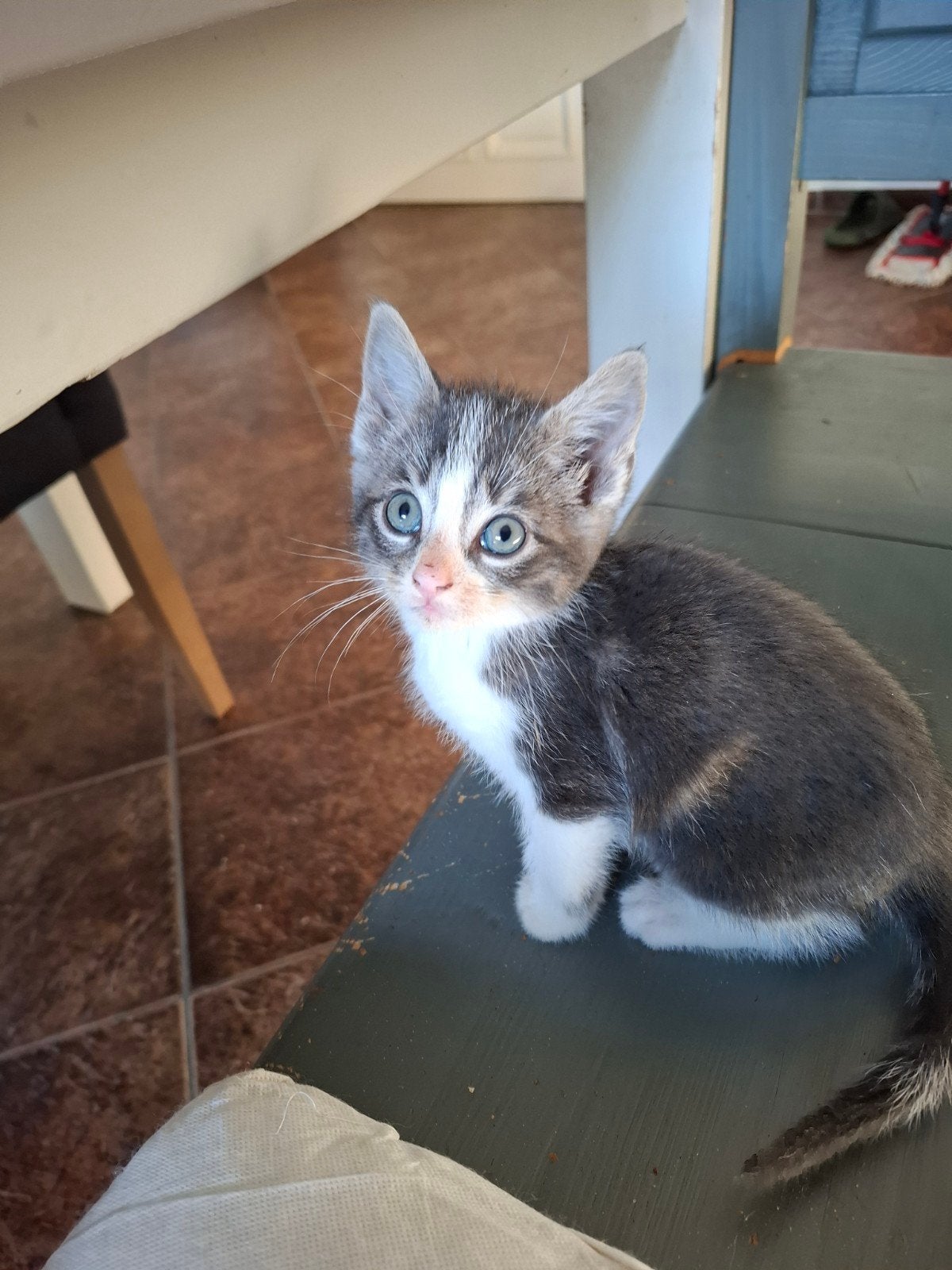kitten mannetje, Kater