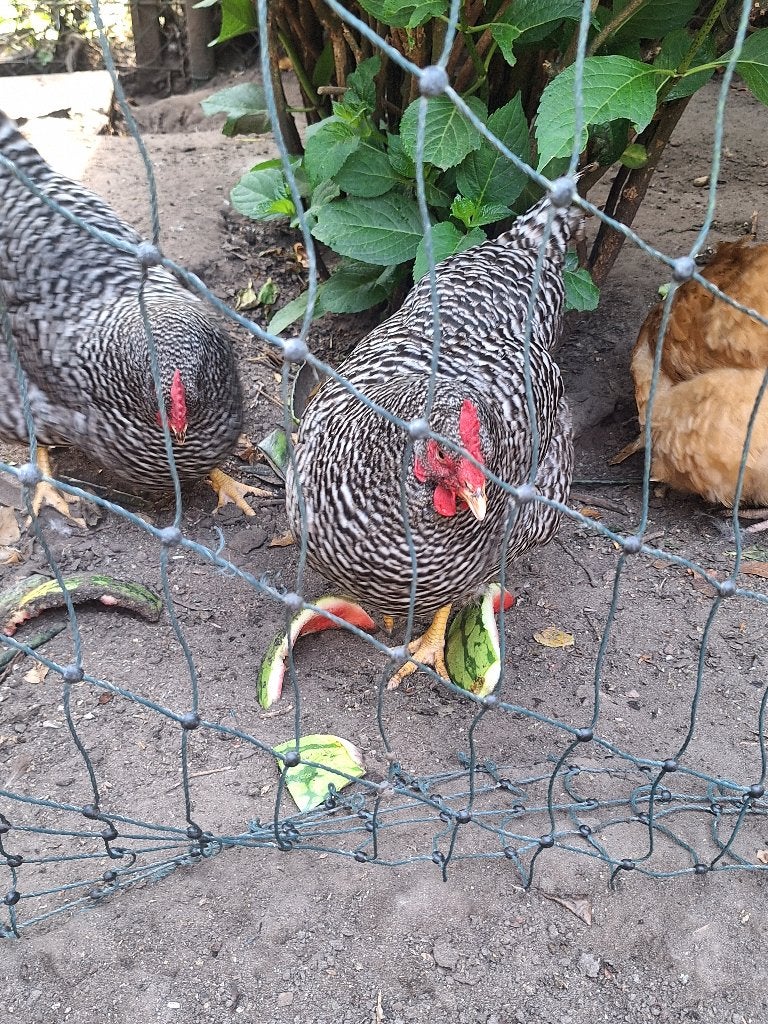 Kippen  Amrock, Orpington, Brahma, Dieren en Toebehoren, Pluimvee, Vrouwelijk, Kip