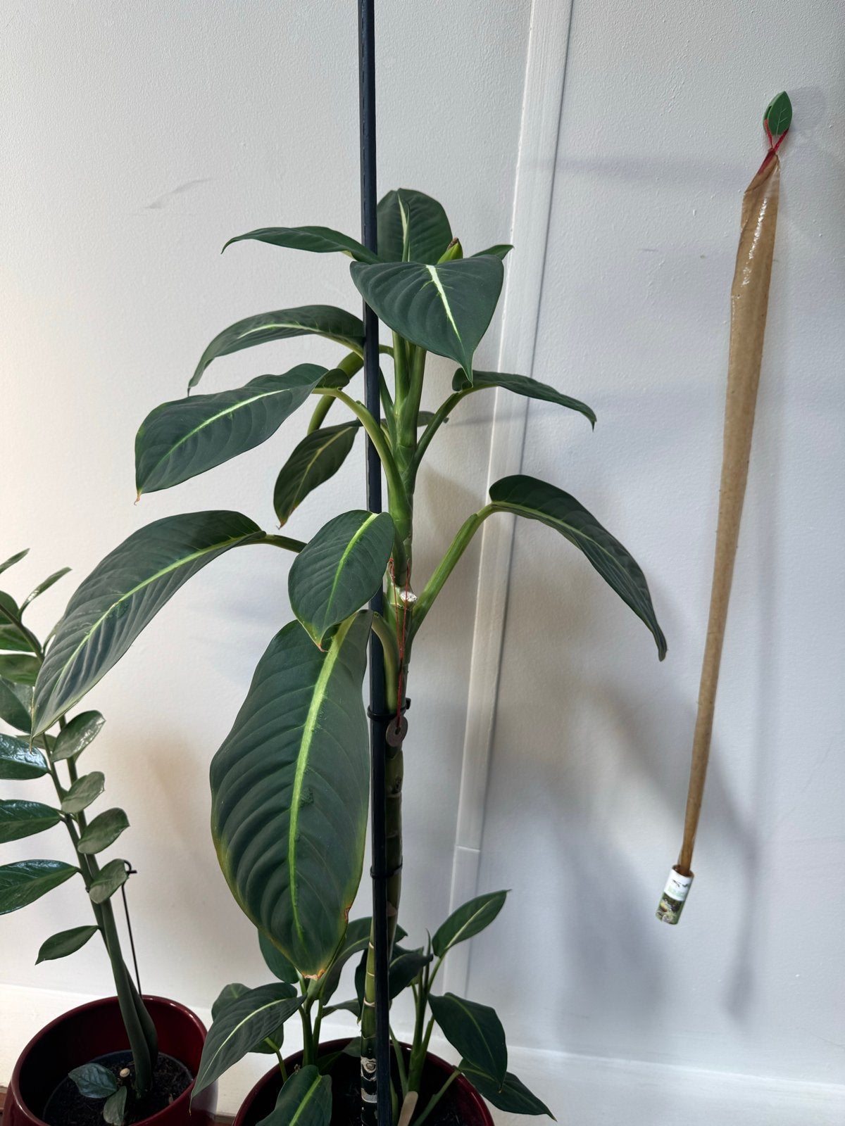 Grote kamerplant met donkergroene bladeren, Ophalen, Overige soorten, Halfschaduw, In pot