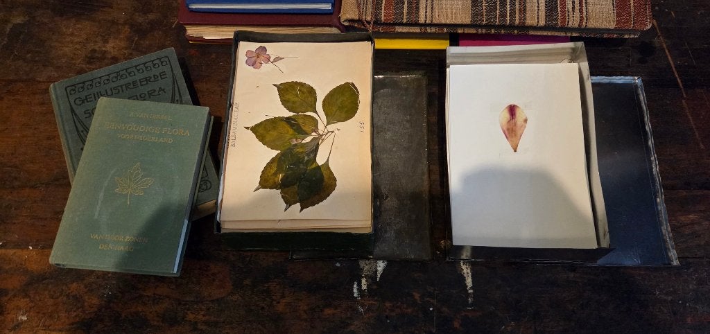 herbarium oud en nieuw, Bloemen, Planten en Bomen, Diverse, Ophalen of Verzenden, Zo goed als nieuw