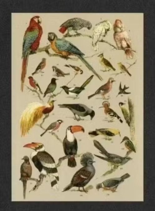 IJsvogel Vlaamse Gaai Specht Papegaai Houtduif Ekster Vink., Ophalen of Verzenden, 1980 tot heden, Ongelopen, Vogel