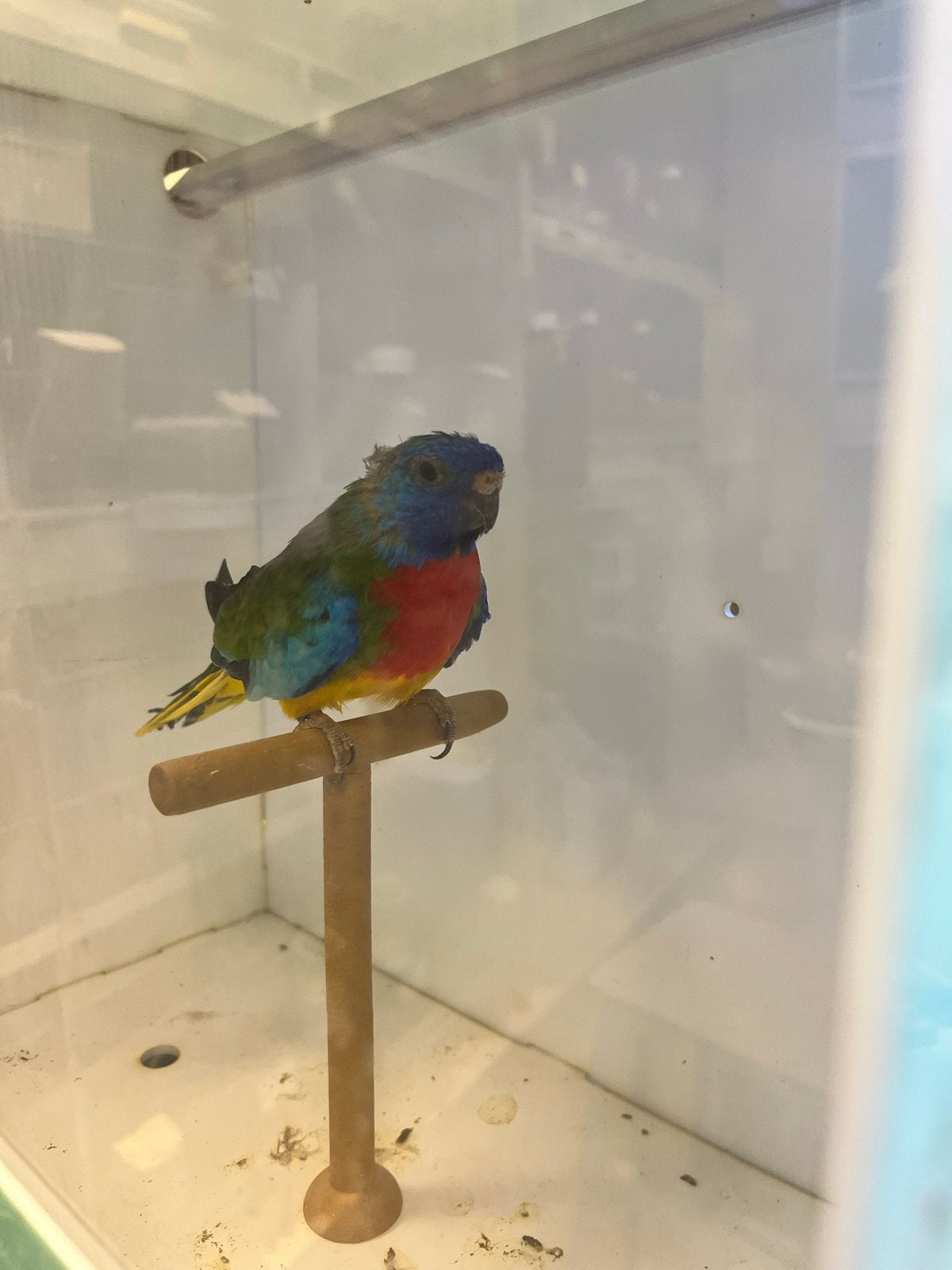 Splendid man, Mannelijk, Geringd