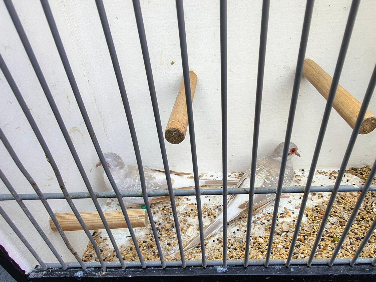 5 jonge bonte diamantduifjes 2026, Dieren en Toebehoren, Vogels | Duiven, Meerdere dieren, Overige soorten