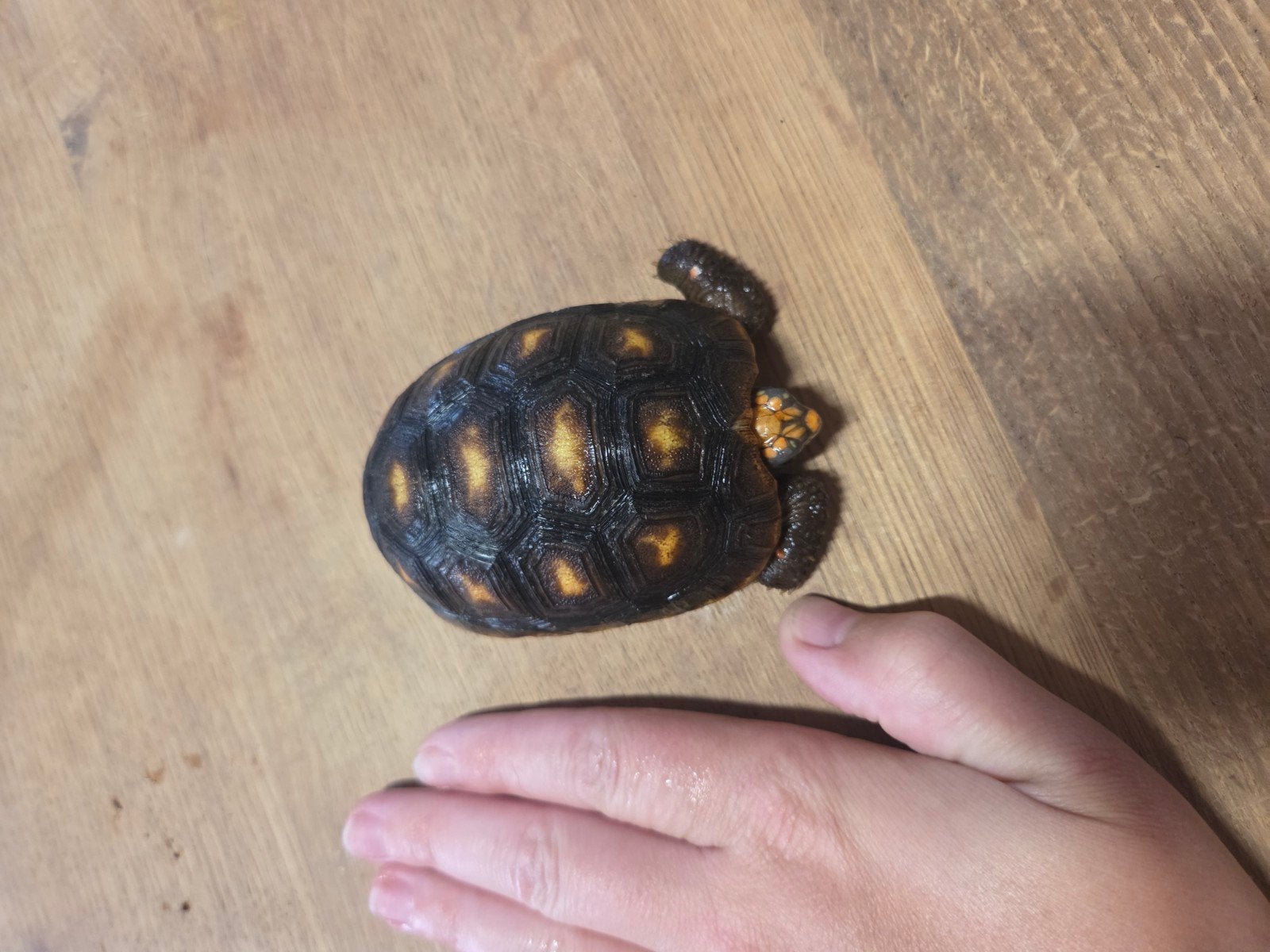 kolenbrander landschildpad Tortoise photo 6