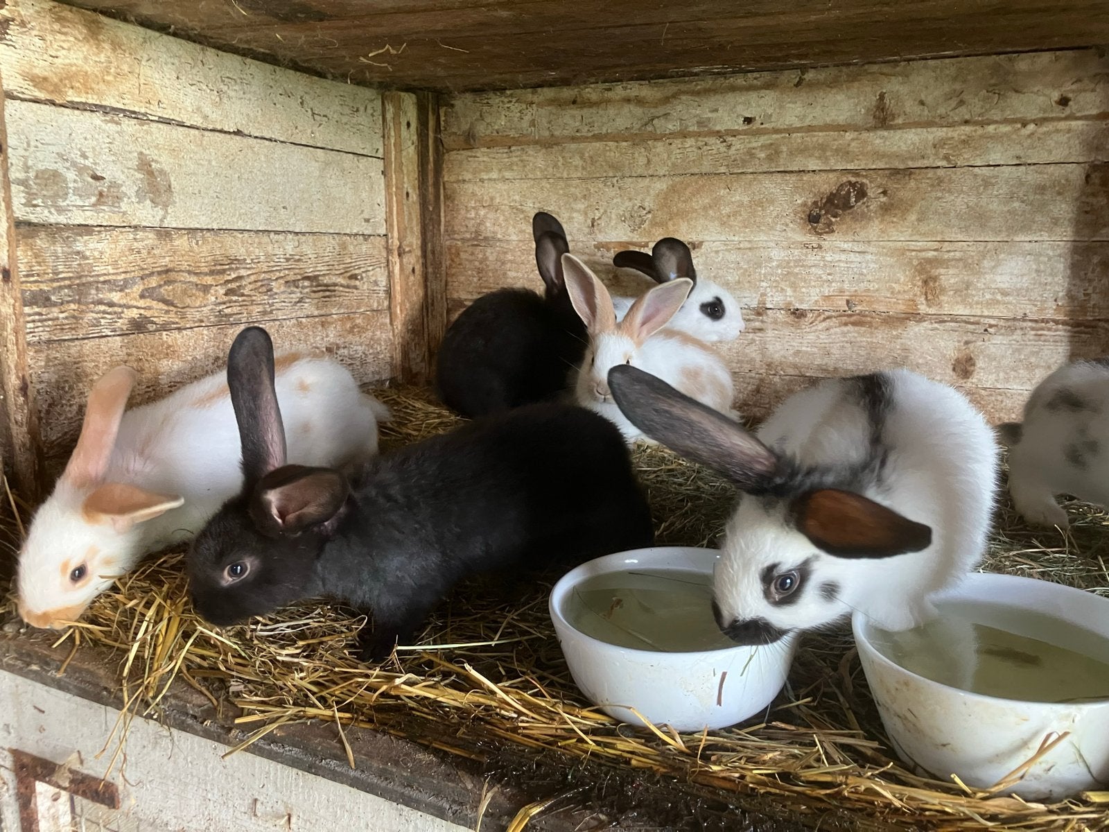 Konijnen, Dieren en Toebehoren, Meerdere dieren