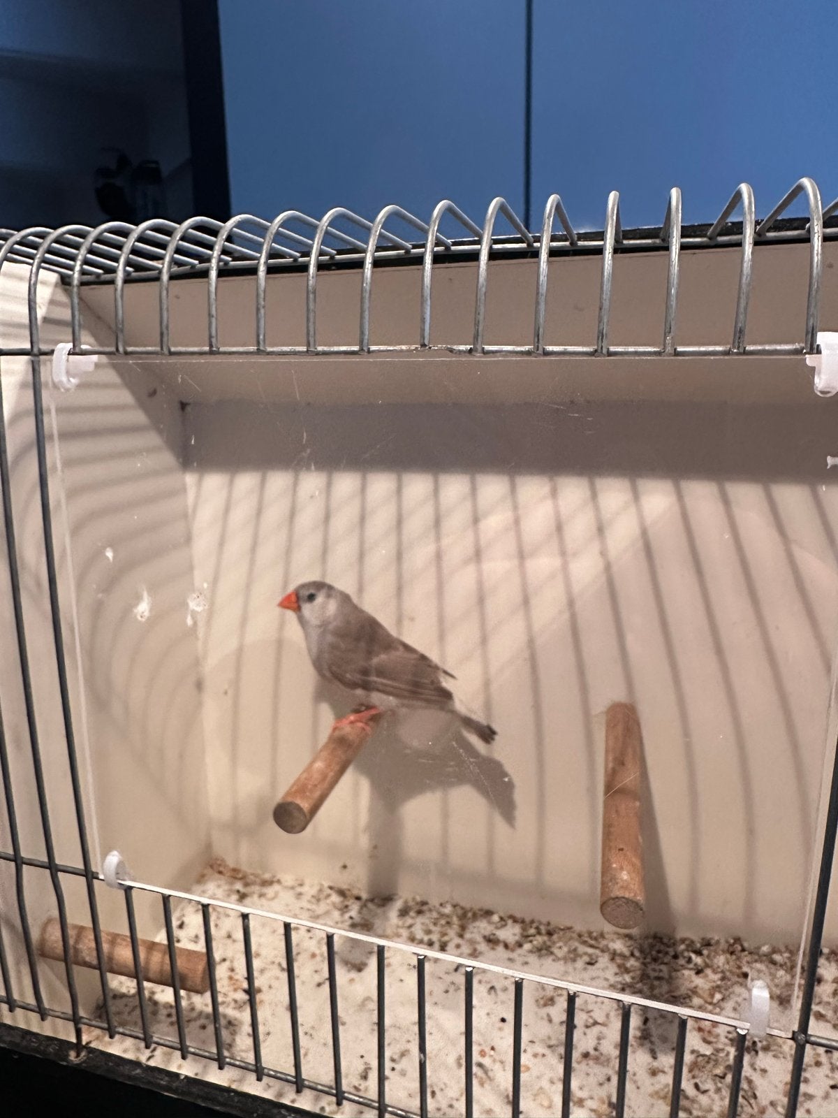 zebravink oranjeborst zwartborst grijs pop, Vrouwelijk, Tropenvogel