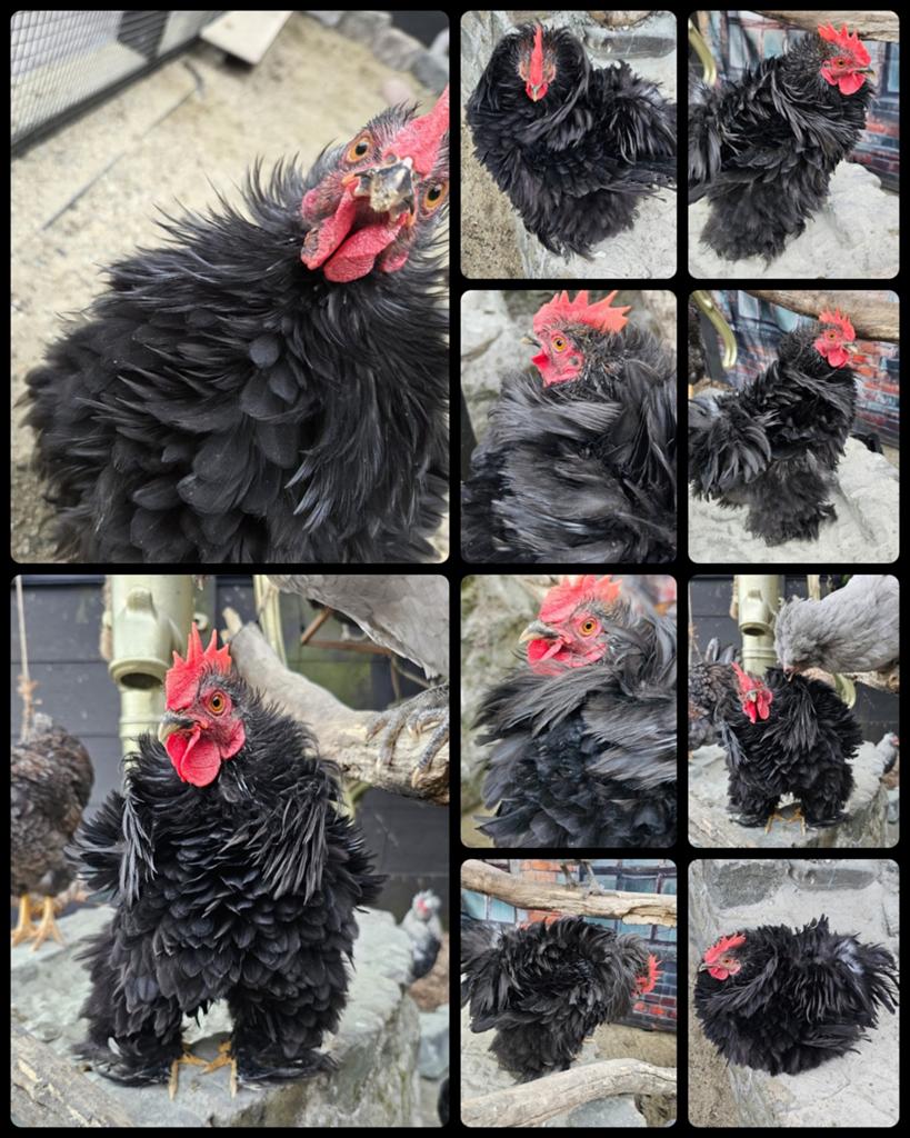 Cochin kriel krul haantje zoekt liefdevol huisje., Dieren en Toebehoren, Pluimvee, Mannelijk, Kip