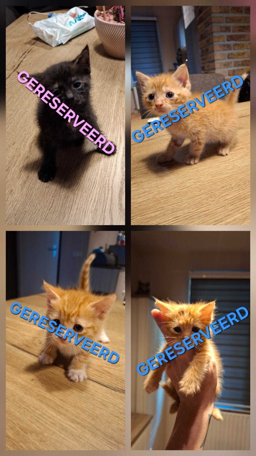 4 Super schattige kittens Te koop, Dieren en Toebehoren, Meerdere dieren, Kortharig, 0 tot 2 jaar