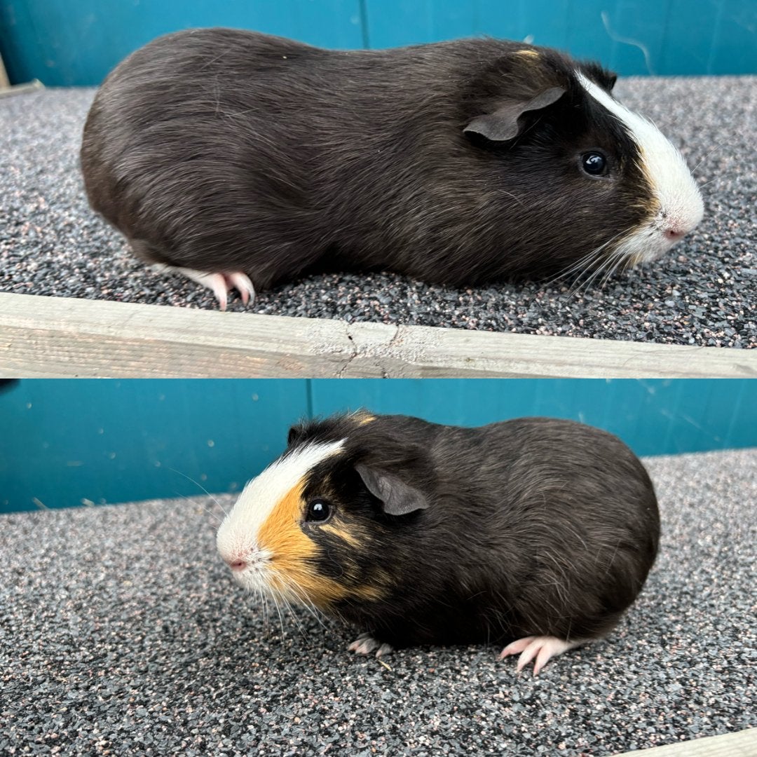 Gladharige cavia beer (25 juni 2026), Dieren en Toebehoren, Cavia, Juni, Mannelijk, Tam