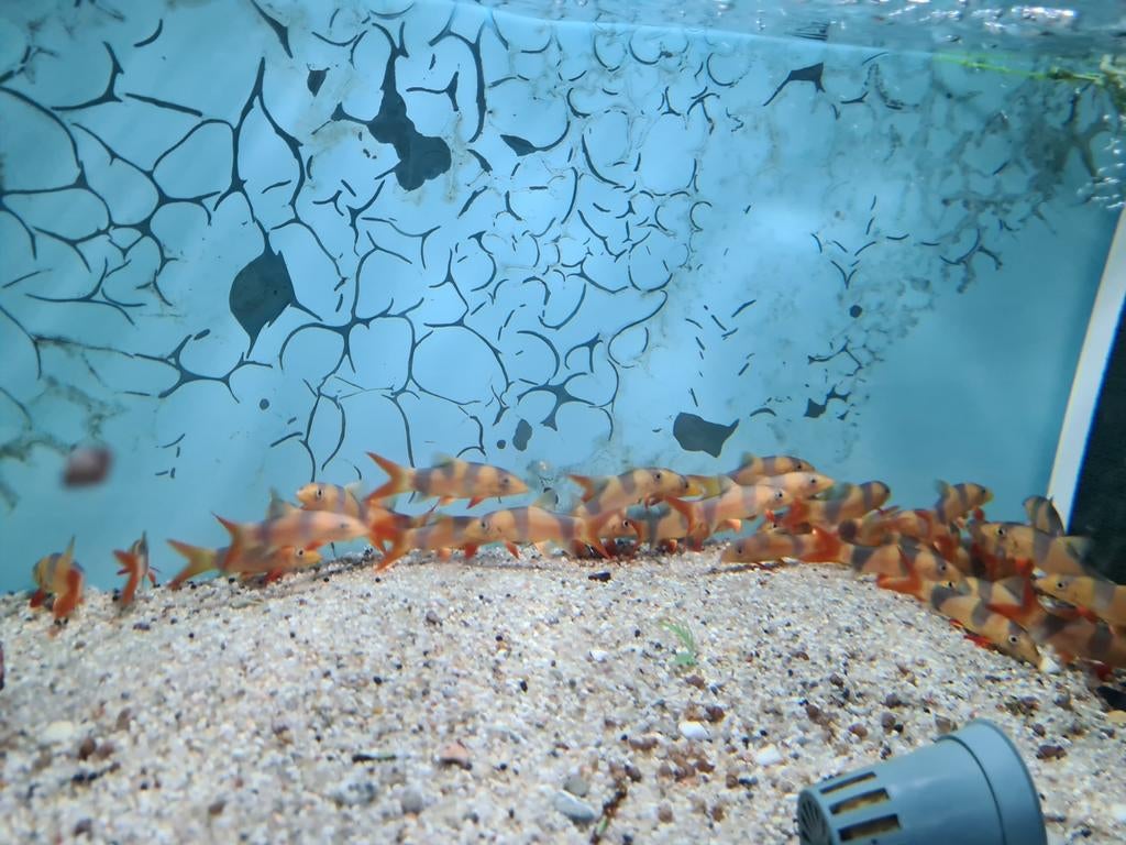 Clown Botia, Slakkeneter, Chromobotia Macracanthus, Vis, Zoetwatervis