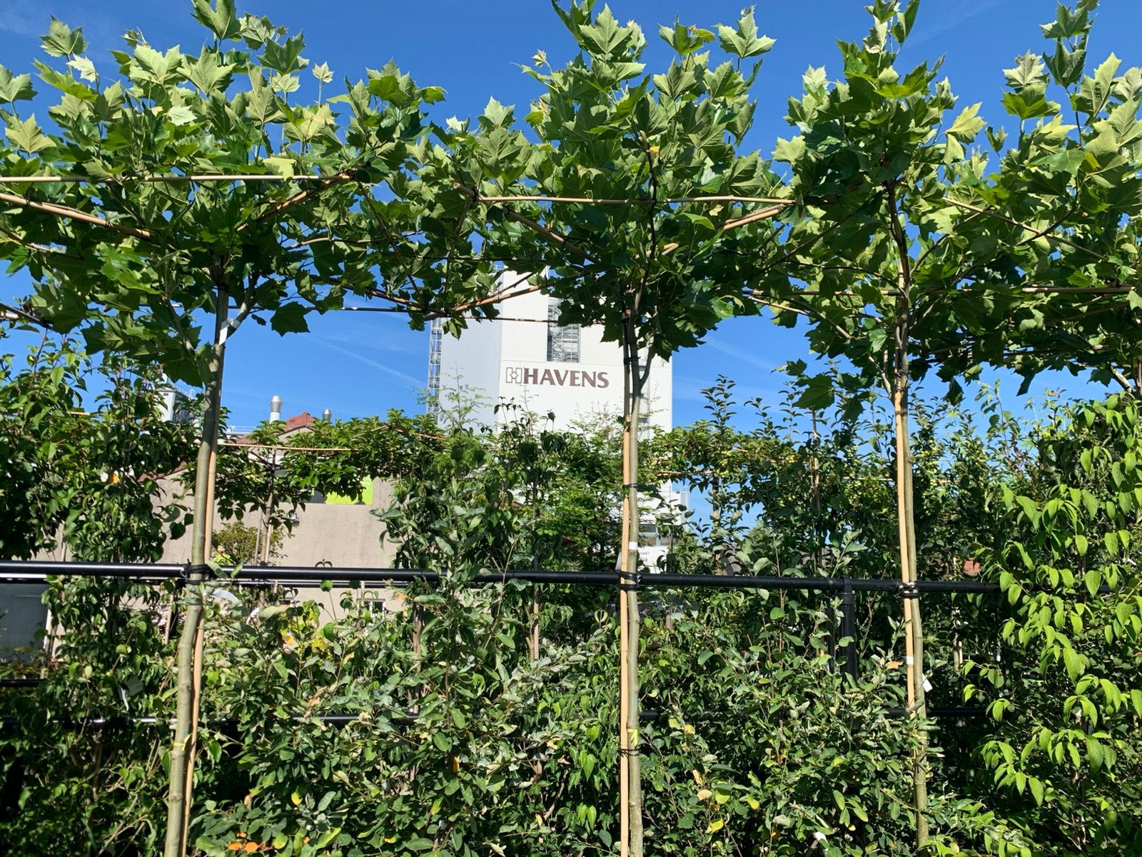 Dakplatanen, bol bomen en leivorm bomen, Grote keus!, Tuin en Terras, Ophalen, Zomer, In pot, Volle zon