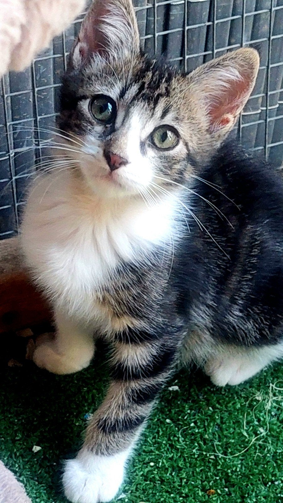 Lieve, knappe kitten Sid (gecastreerd), Dieren en Toebehoren, Katten en Kittens | Overige Katten, Kortharig, Kater, 0 tot 2 jaar