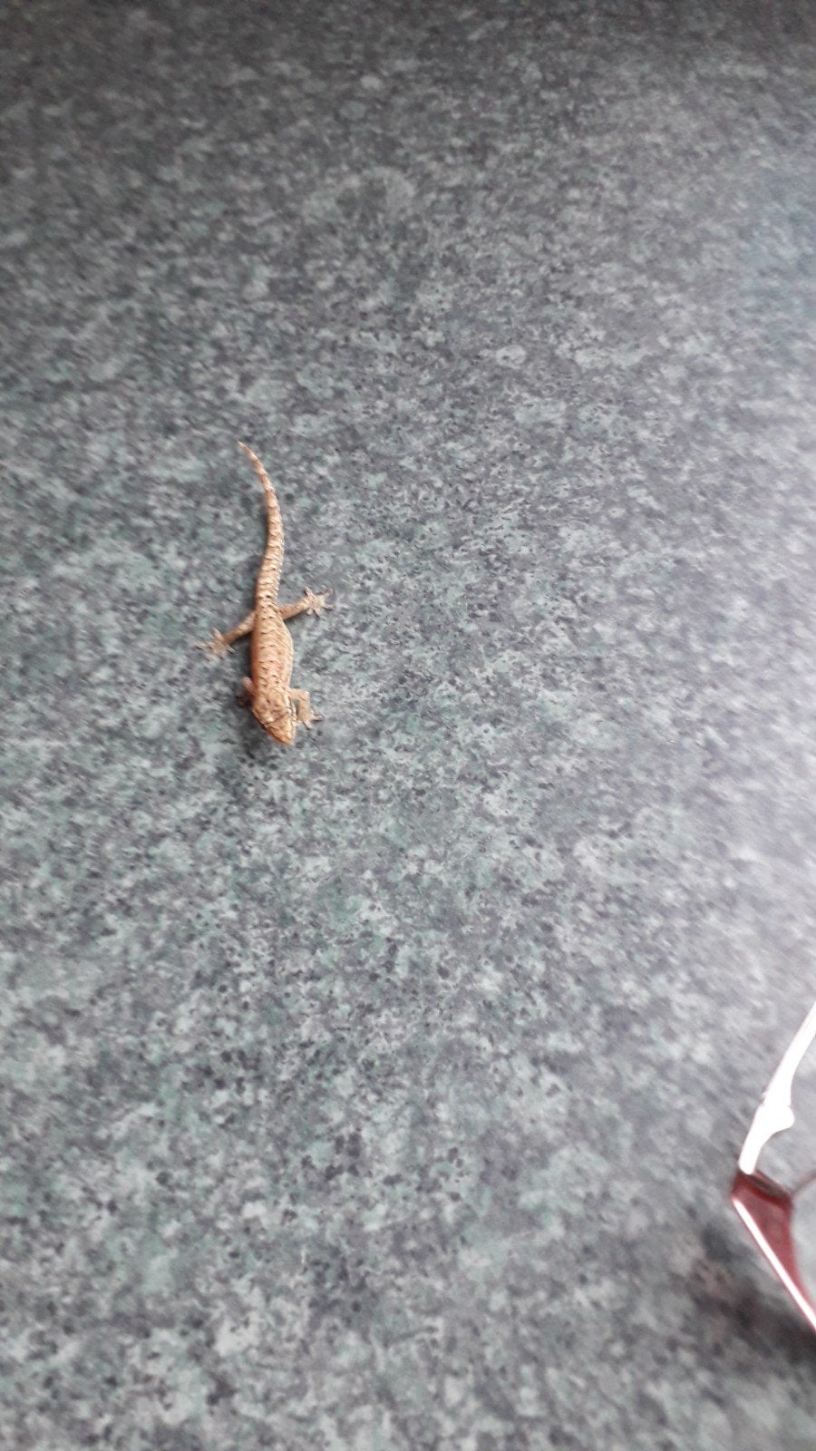 Te koop nakweek Lepidodactylus Lugubris, Dieren en Toebehoren, 0 tot 2 jaar