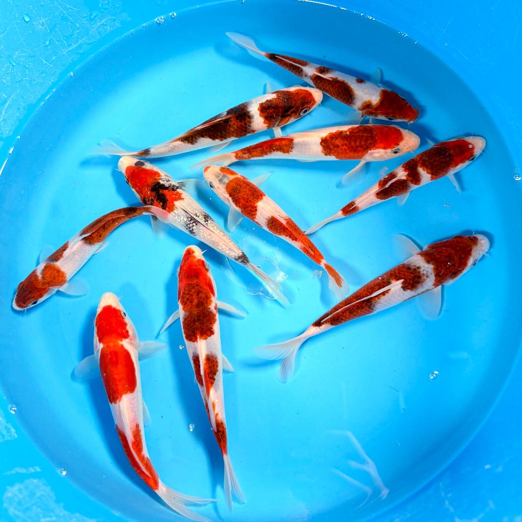Japanse Koi – Marushi | Goromo | Incl Certificaat, Dieren en Toebehoren, Vissen | Vijvervissen, Karper of Koi