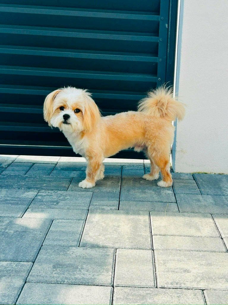 RICKY 1-2 jr. Roemenië Vriendelijk klein hondje., 1 tot 2 jaar, Buitenland, Parvo, Eén hond