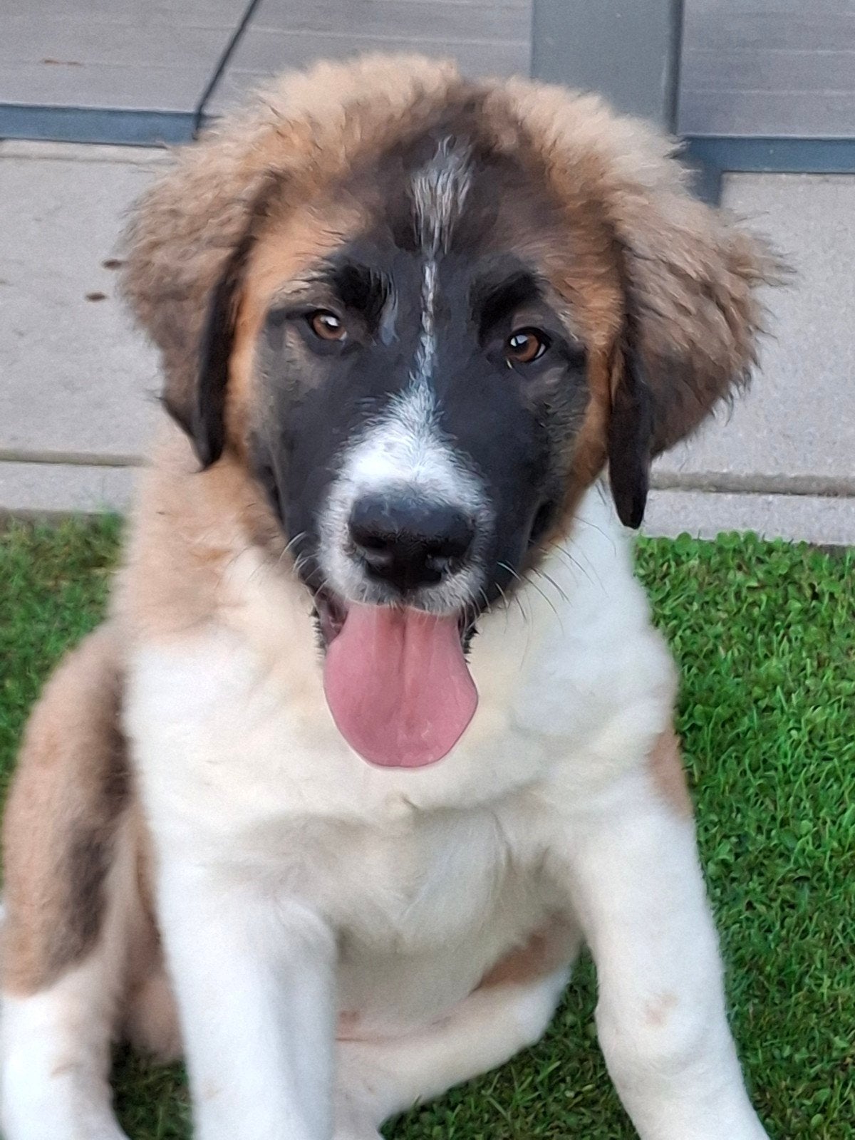 Pyreneeën mastiff  pup reu, Dieren en Toebehoren, Honden | Poolhonden, Keeshonden en Oertypen, 15 weken tot 1 jaar, Parvo, Eén hond