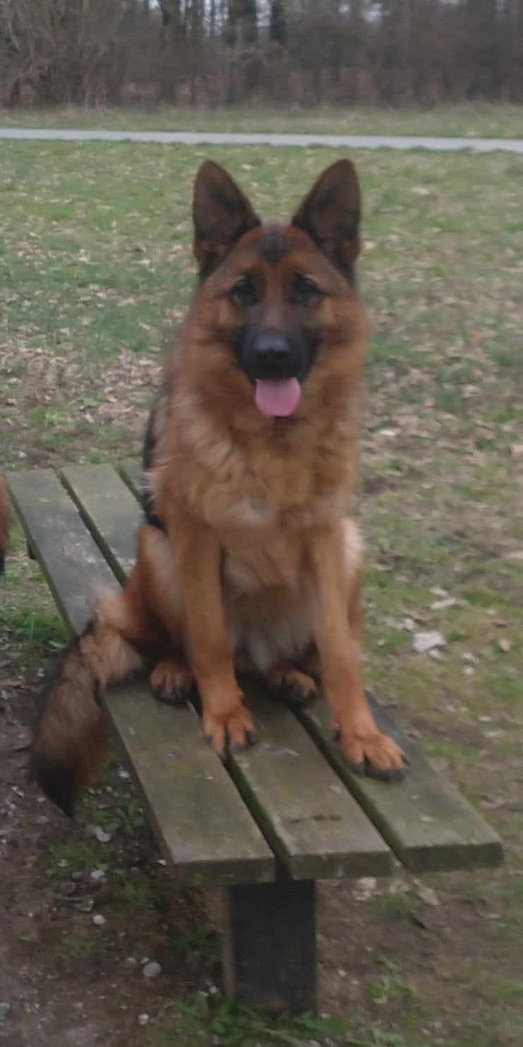 Duitse Herder Teef uit Keurfok HD/ED Vrij, Dieren en Toebehoren, Honden | Herdershonden en Veedrijvers, 1 tot 2 jaar, Teef, Parvo