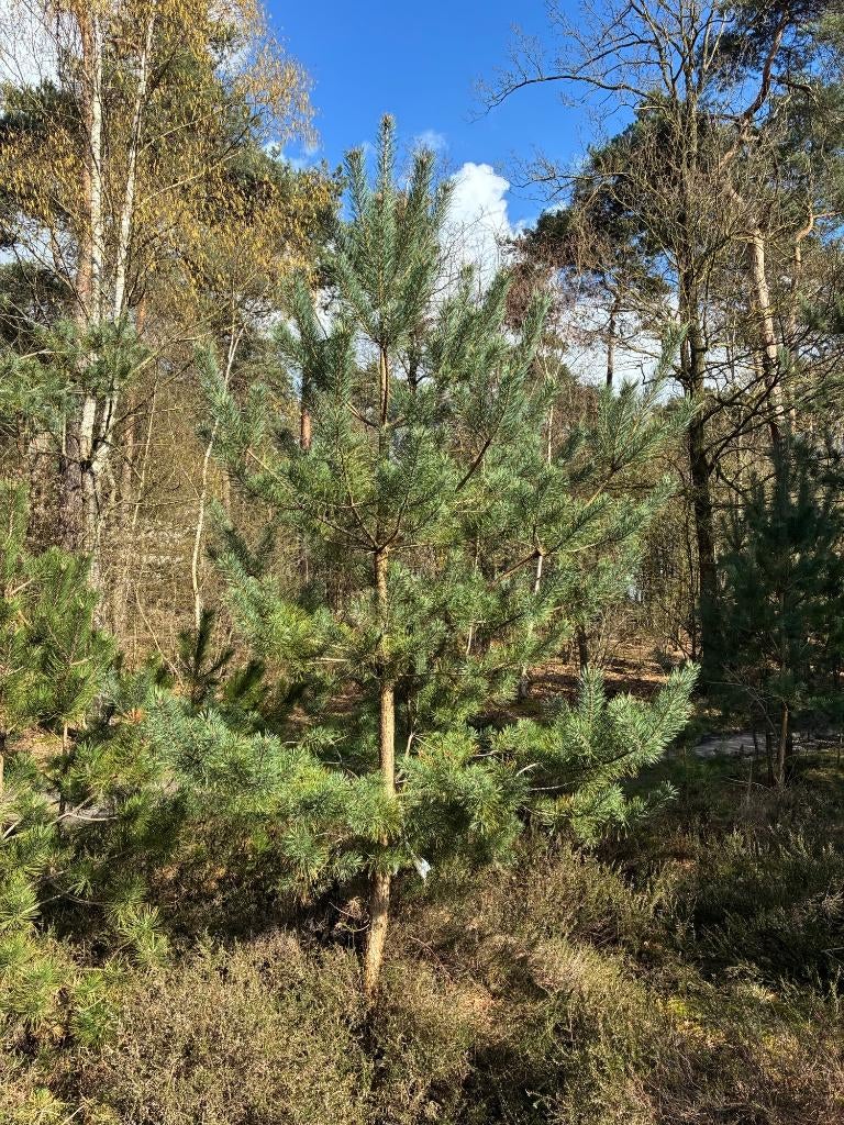 Grove Dennen te koop, Tuin en Terras, Planten | Bomen, Bloeit niet, Overige soorten, 250 tot 400 cm, Ophalen