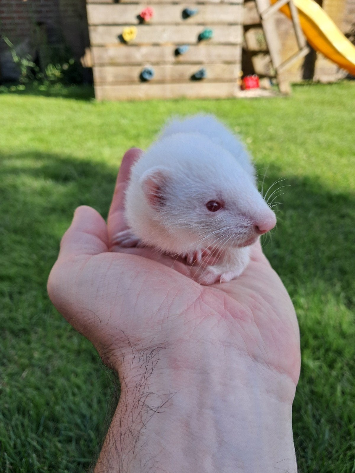 Jonge fretjes, Dieren en Toebehoren, Mei, Meerdere dieren