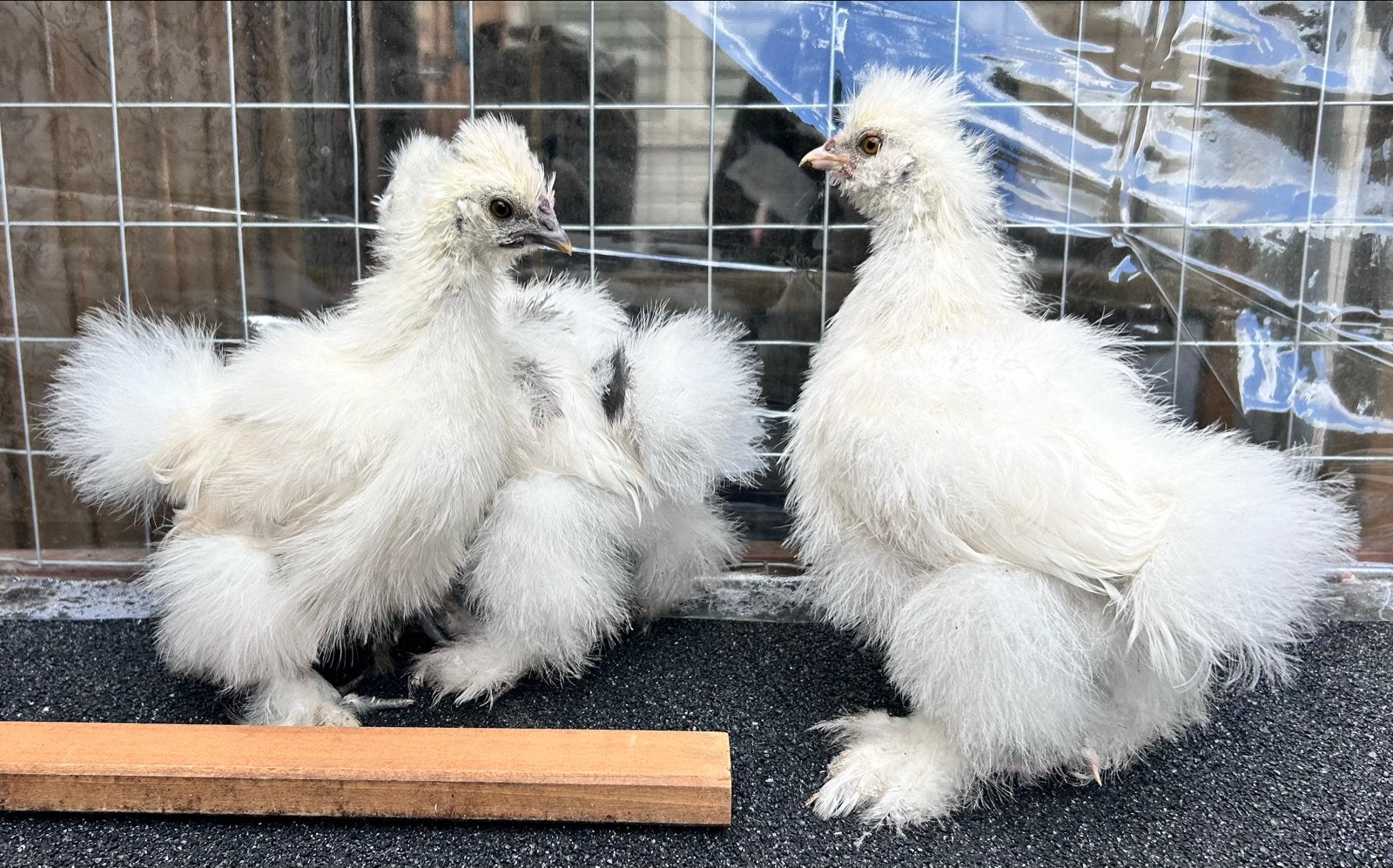 3 zijdehoen kuikens, Dieren en Toebehoren, Geslacht onbekend, Kip