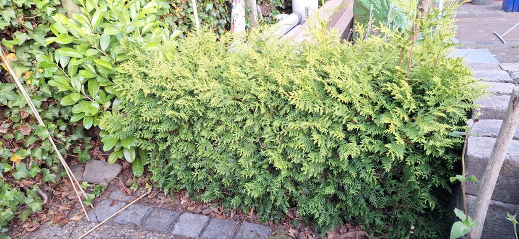 Coniferen Haag 140x 75 cm hoog, Vaste plant, Bloeit niet, Halfschaduw, Ophalen