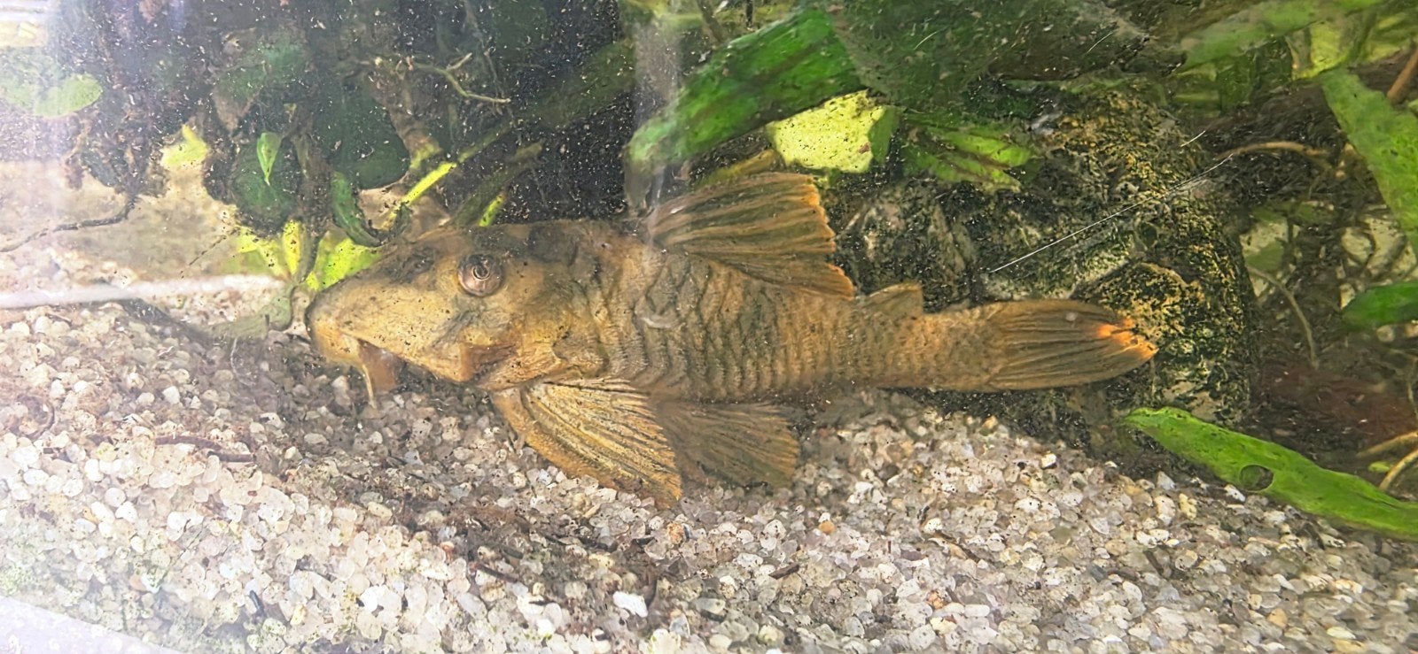 Peckoltia Cavatica XL, Vis, Zoetwatervis