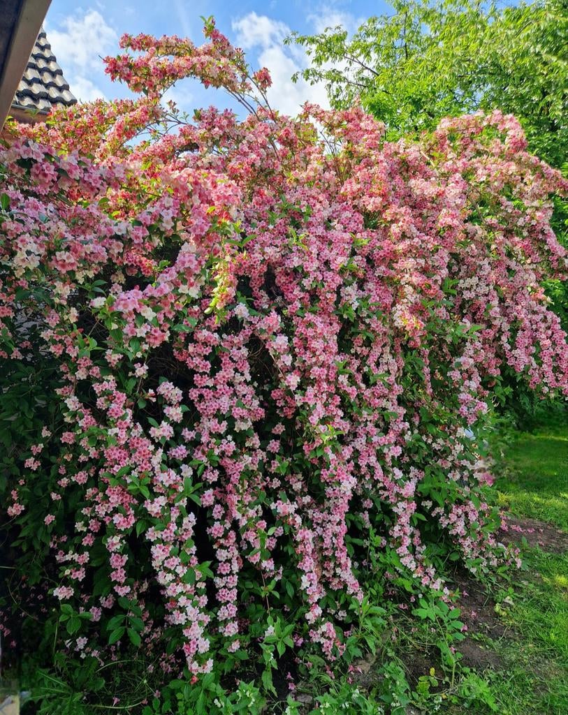 Weigelia rosea 80 cm, Ophalen, Overige soorten, Halfschaduw