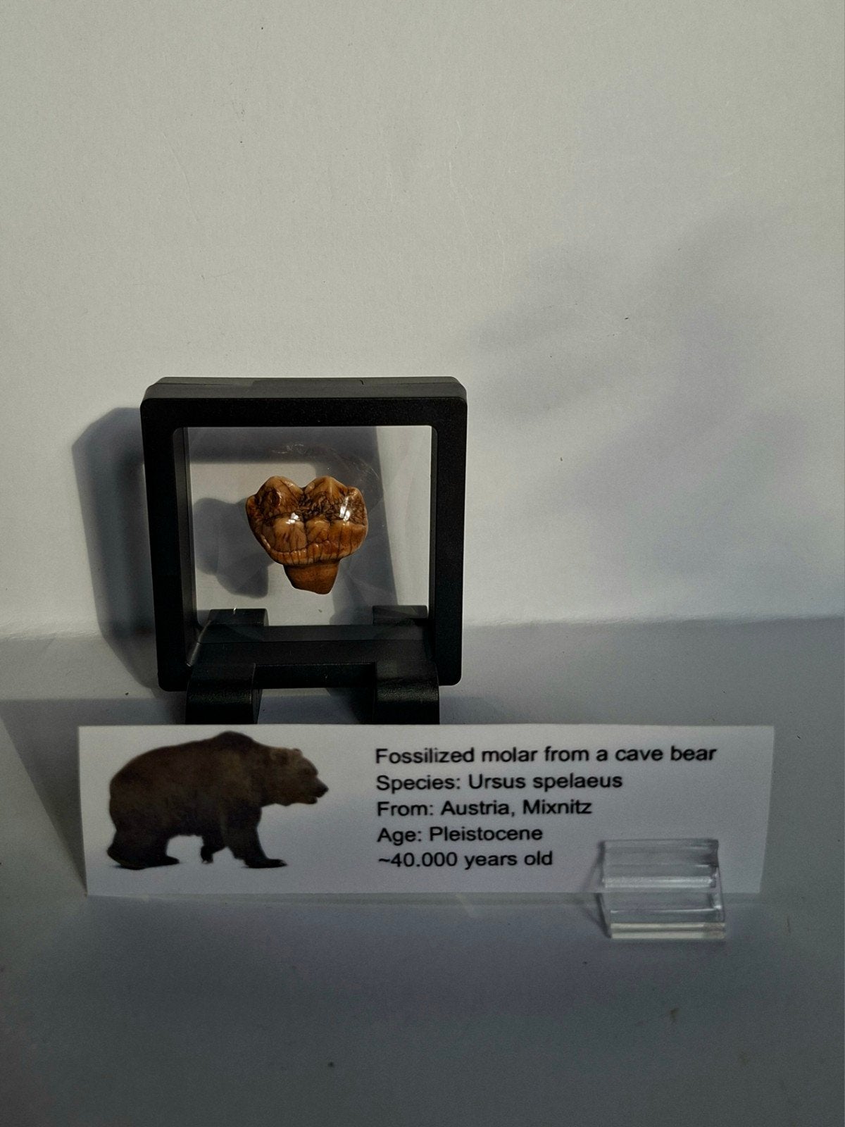 holenbeerkies fossiel in display case, Verzamelen, Ophalen of Verzenden, Fossiel