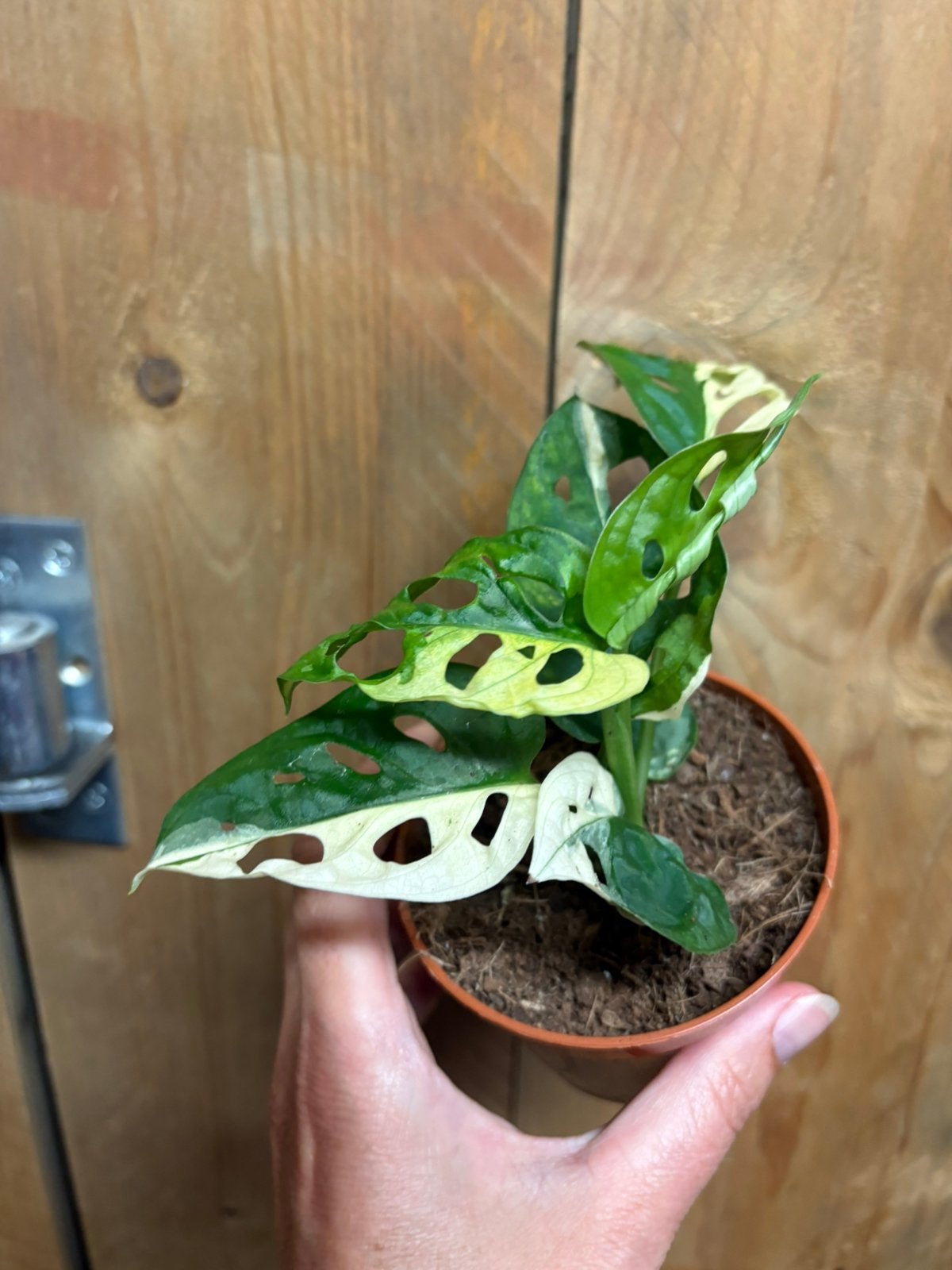 Monstera monkeymask adansonii plant albo white wit variegata, Ophalen of Verzenden, Halfschaduw, Minder dan 100 cm