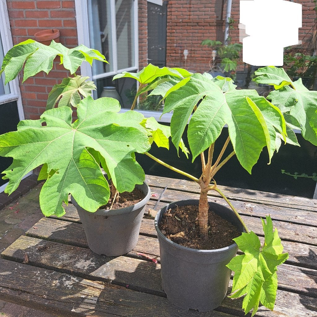 Tetrapanax papyrifer ‘Rex’ – goed gewortelde planten, Ophalen, Vaste plant, Overige soorten, Volle zon