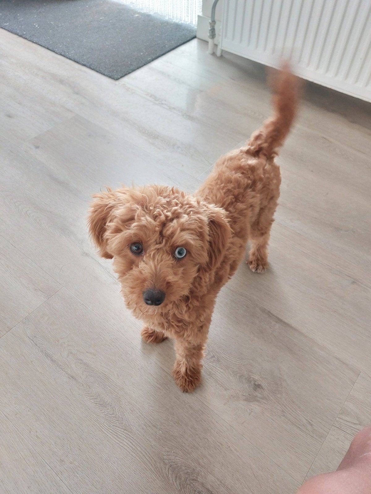Maltipoo teef, Dieren en Toebehoren, Honden | Chihuahua's en Gezelschapshonden, 15 weken tot 1 jaar, Overige rassen, Teef, Parvo