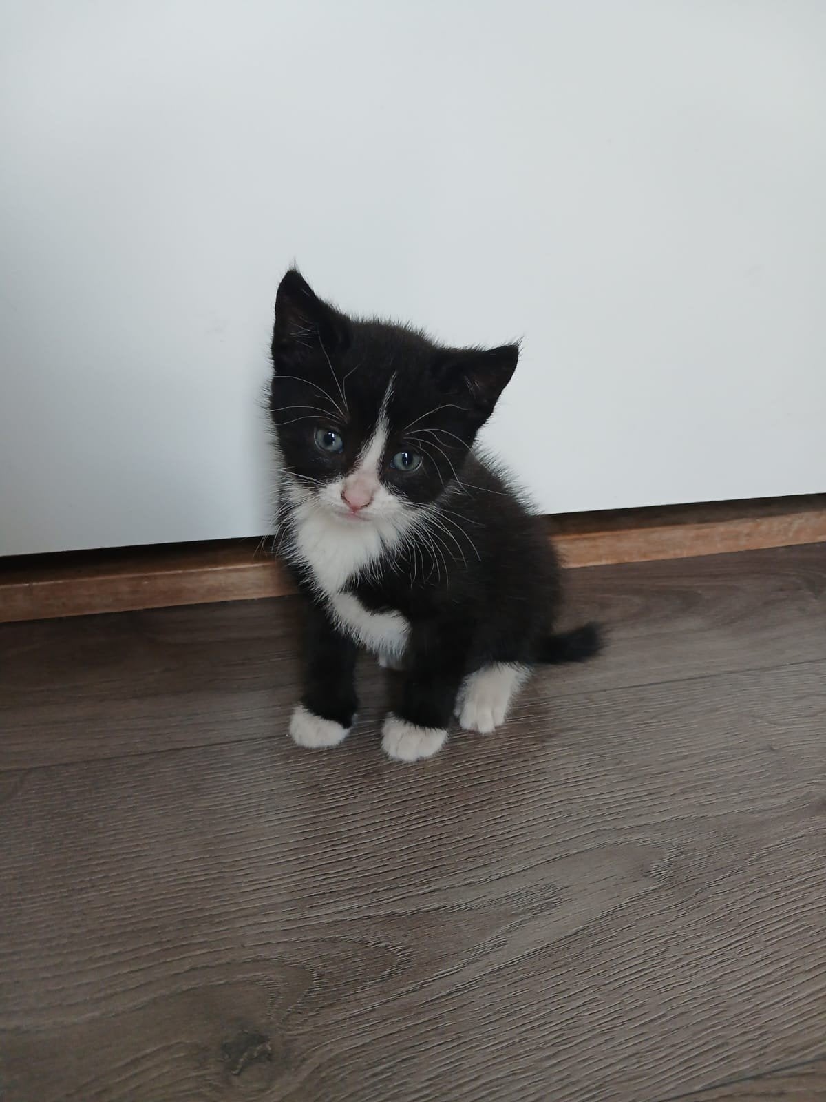 Te koop kittens 🥰🥰, Dieren en Toebehoren
