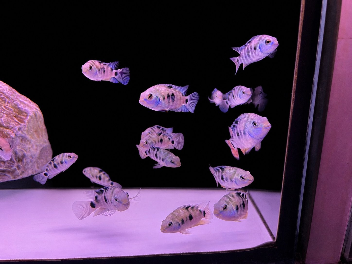 zebra blauw convict cichlid, Dieren en Toebehoren, Vissen | Aquariumvissen, Vis