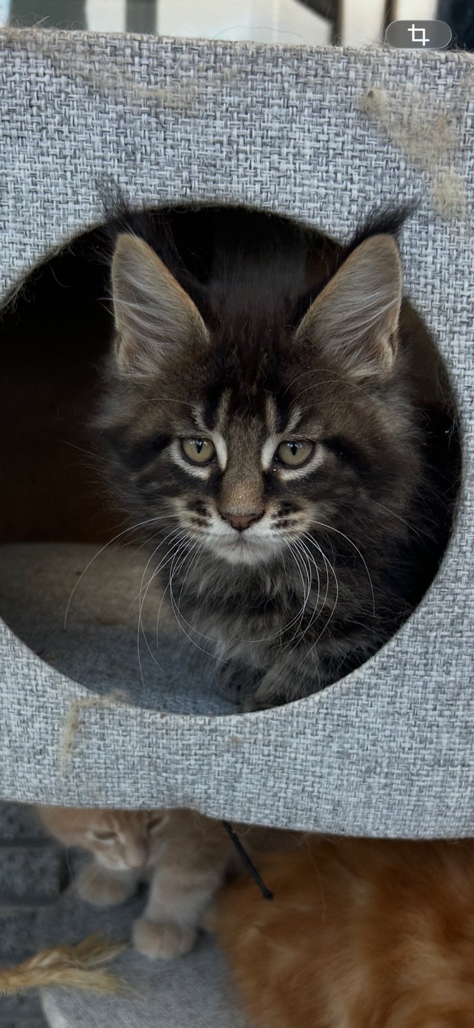 Super mooi main coon katertje met stamboom, Dieren en Toebehoren, Kater, Met stamboom, 0 tot 2 jaar