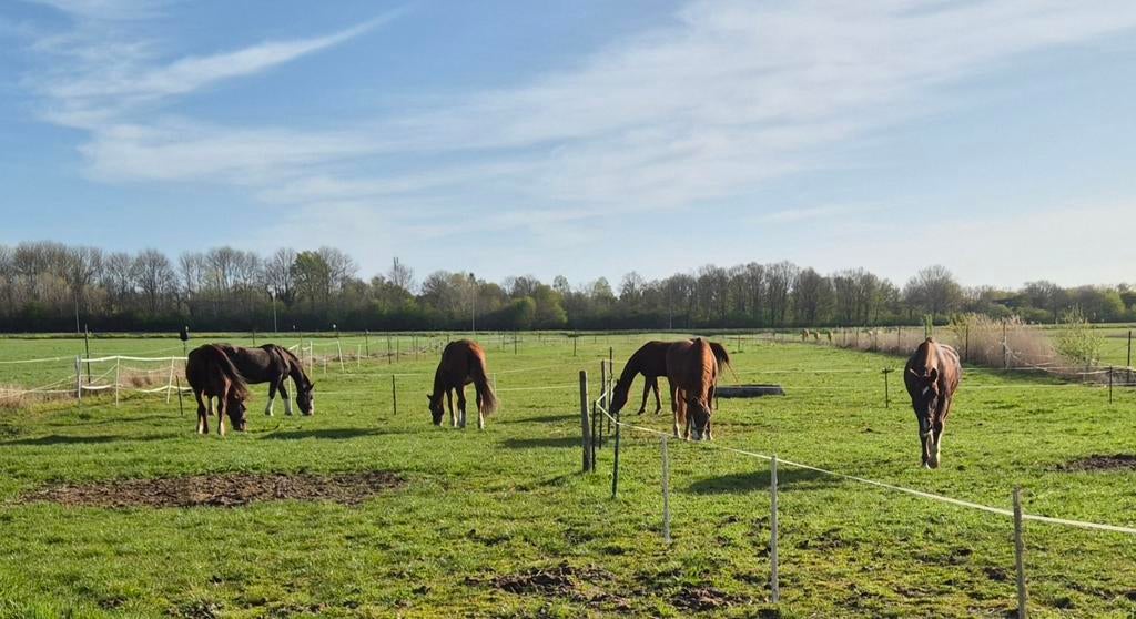 Bijrijder gezocht M dressuur paard, Dieren en Toebehoren