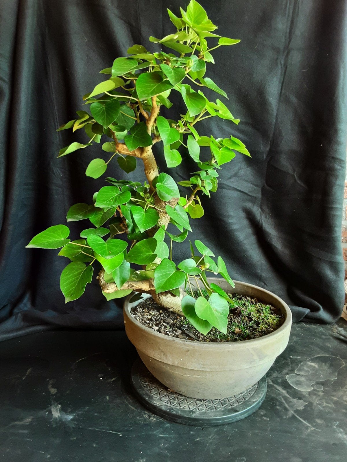 Hedera bonsai, Ophalen, Halfschaduw, Overige soorten, Minder dan 100 cm