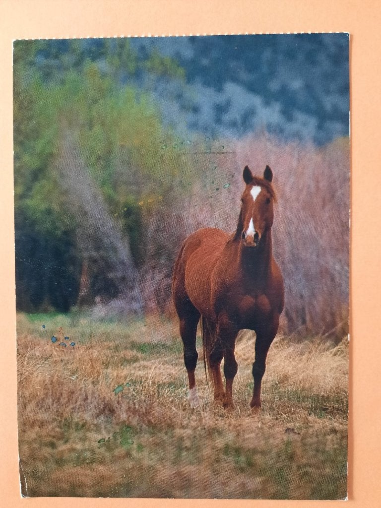 ansichtkaart kaart paard veulen, Verzamelen, Ophalen, 1980 tot heden, Ongelopen, Paard