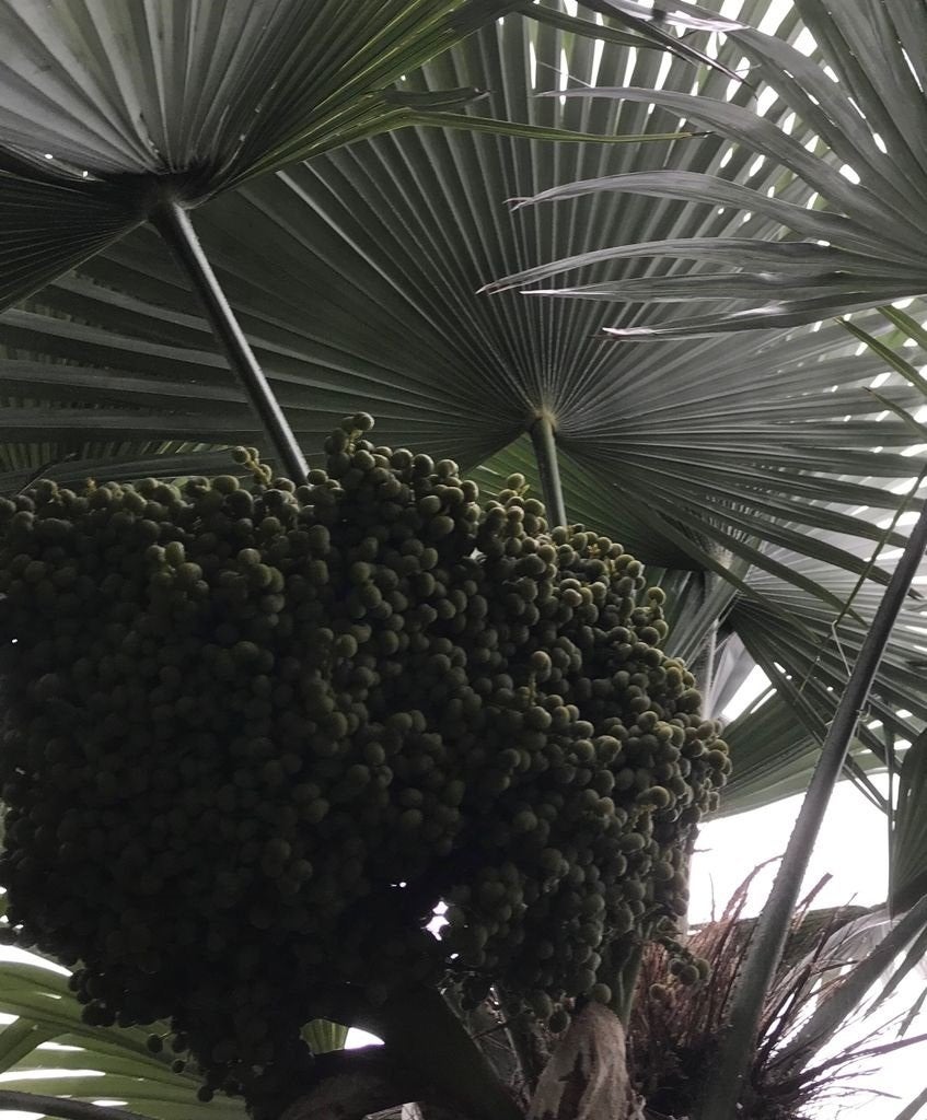 Palmzaden Trachycarpus princeps / nanus / Naggy /wagnerianus, Tuin en Terras, Ophalen of Verzenden, Gehele jaar, Volle zon, Zaad