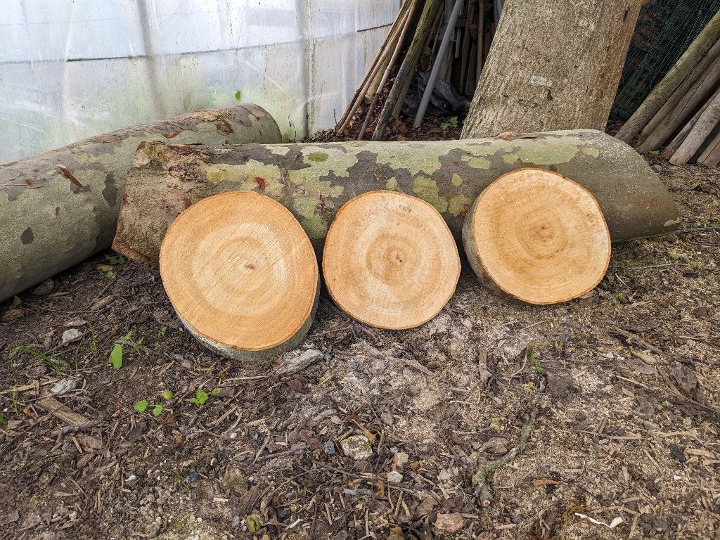 Houten schijven acacia voor decoratie, Ophalen of Verzenden, Nieuw, Hout