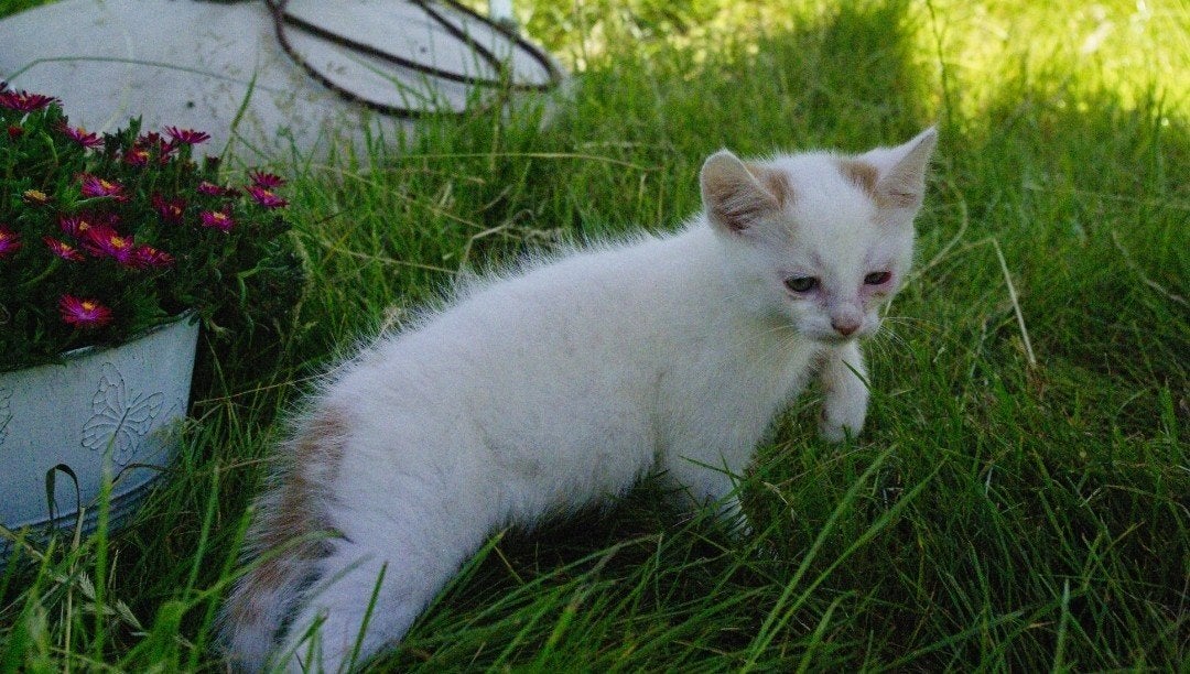Super lieve kittens, Kater