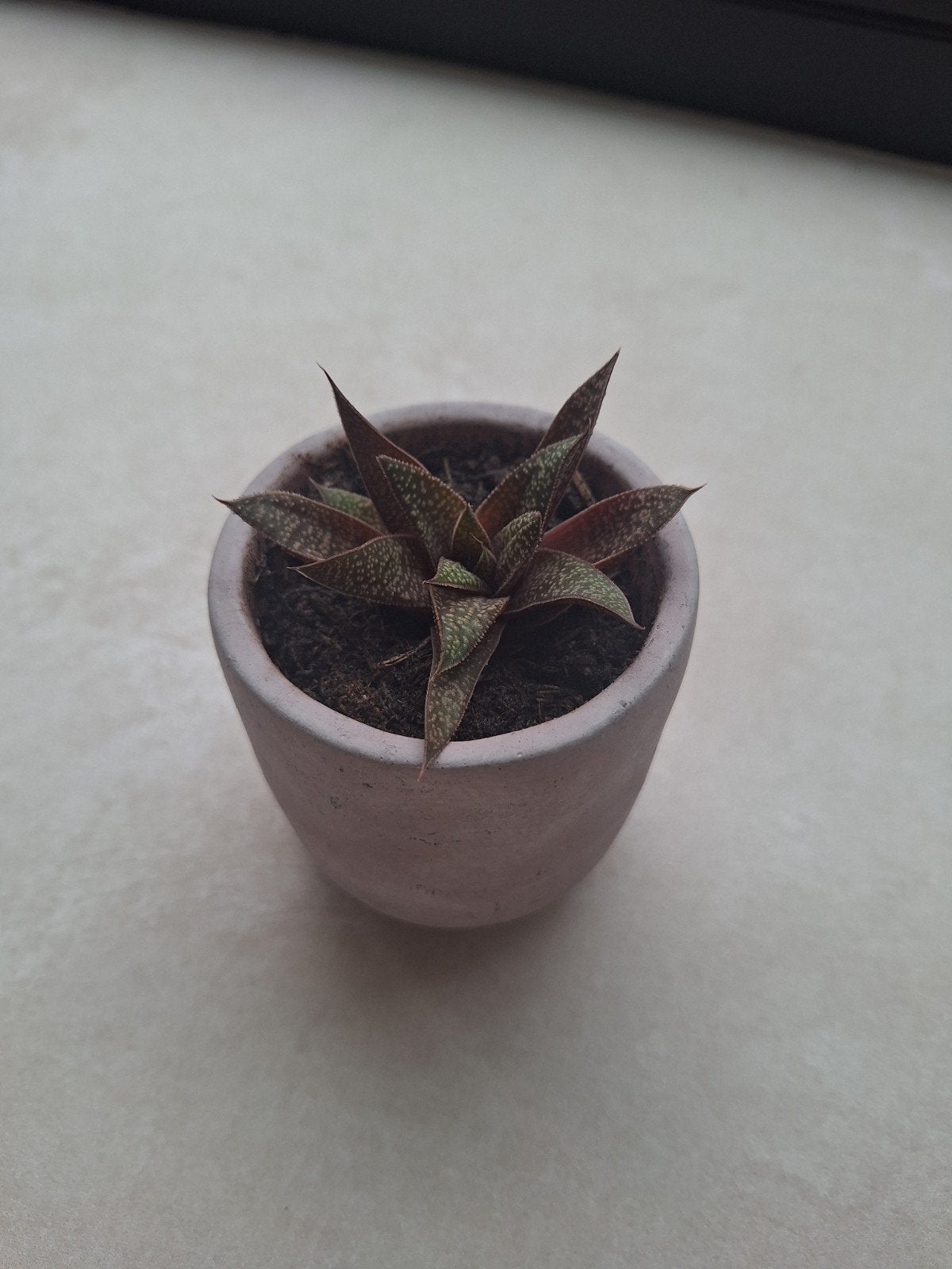 Gasteraloë 'Flow' met pot, Ophalen, Vetplant, Halfschaduw, In pot
