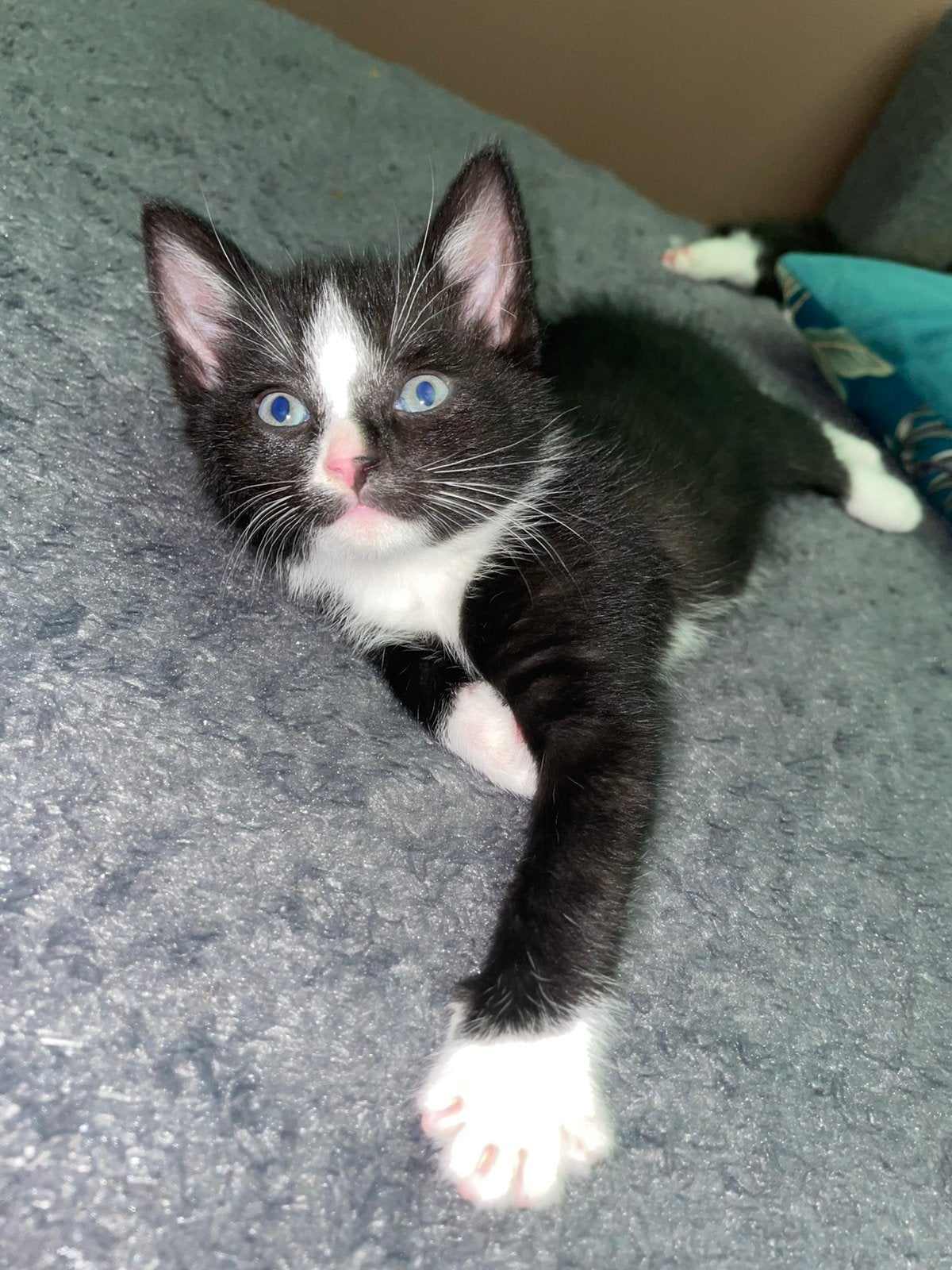 Kittens zoeken een liefdevol thuis, Meerdere dieren, Kortharig, 0 tot 2 jaar