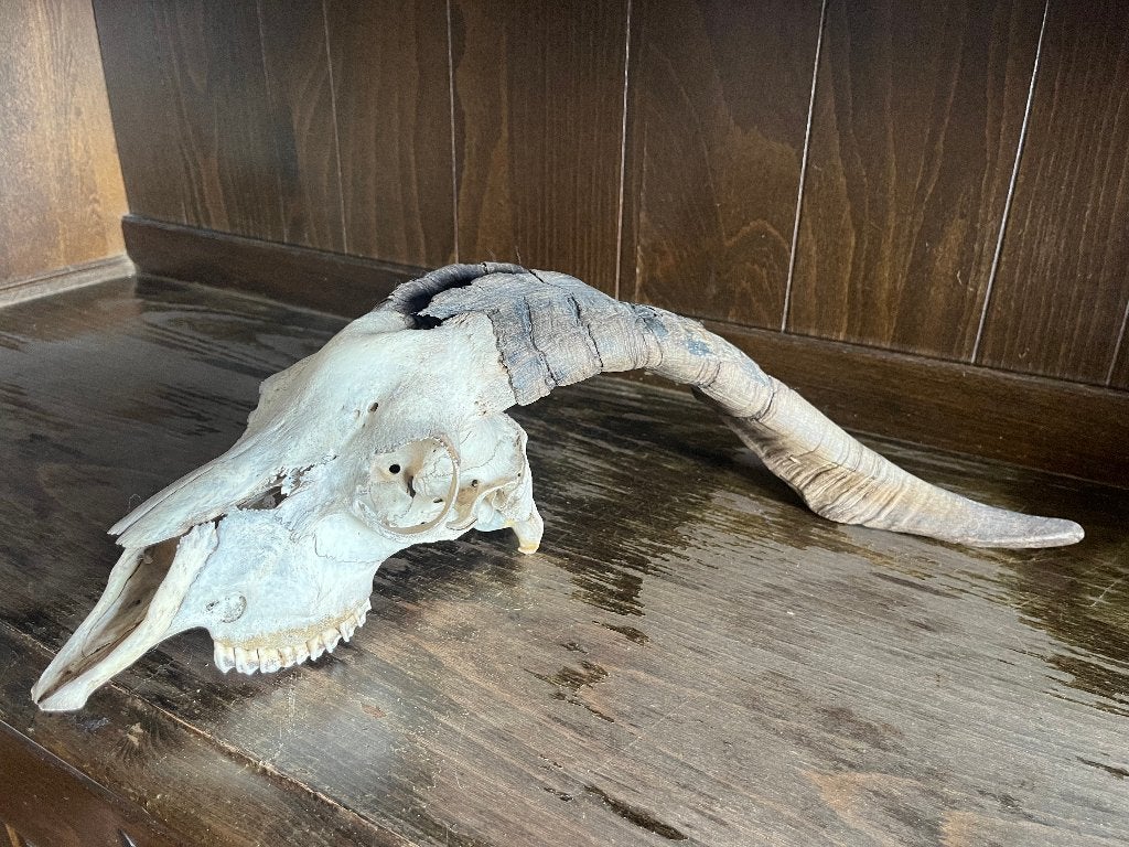 Schedel Ram / Schaap, Ophalen of Verzenden, Zo goed als nieuw, Wild dier, Schedel