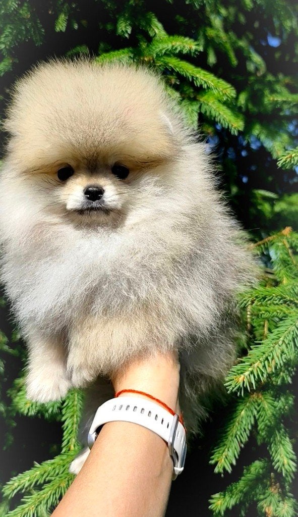 Mini Bearface Pomeriaan/Pomeranian Teefje Binnenkort in NL, Keeshond, 15 weken tot 1 jaar, Buitenland, Teef