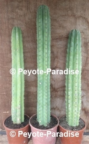 VALSE SAN PEDRO CACTUSSEN ! Niet Trichocereus pachanoi !, Huis en Inrichting, Cactus, Bloeiende kamerplant, Volle zon, Verzenden